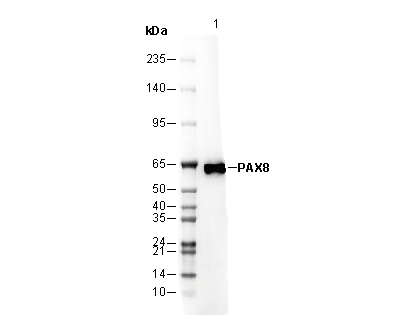 PAX8 Antibody