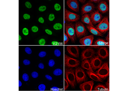FOXA1 Antibody