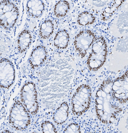 FOXA1 Antibody