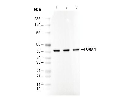 FOXA1 Antibody