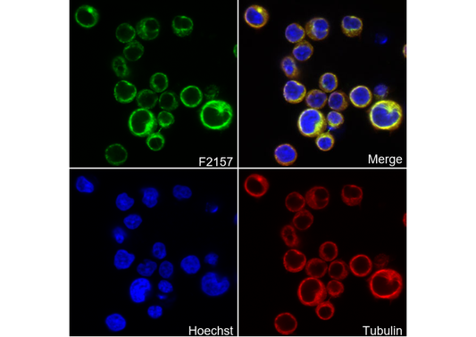 LOX Antibody