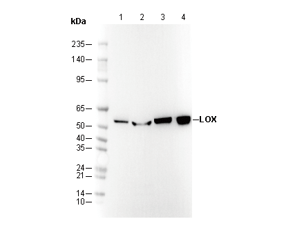 LOX Antibody