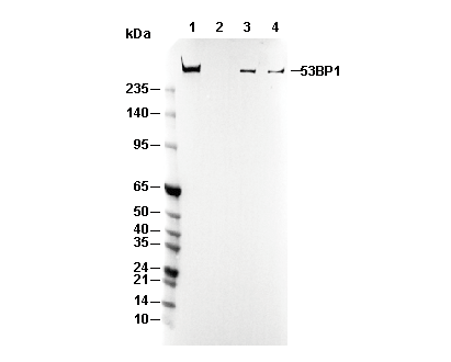 53BP1 Antibody