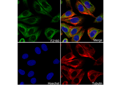 Lumican Antibody