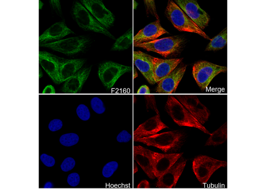 Lumican Antibody