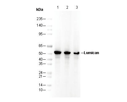 Lumican Antibody
