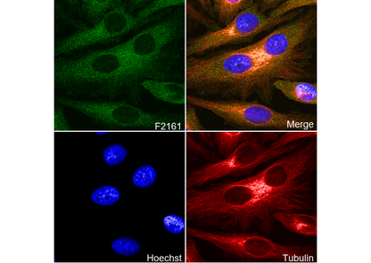 KIF5B + KIF5C Antibody