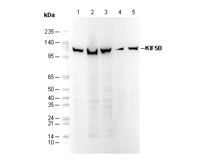 KIF5B + KIF5C Antibody