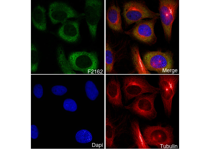 TRIM25/EFP Antibody