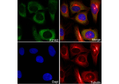 TRIM25/EFP Antibody