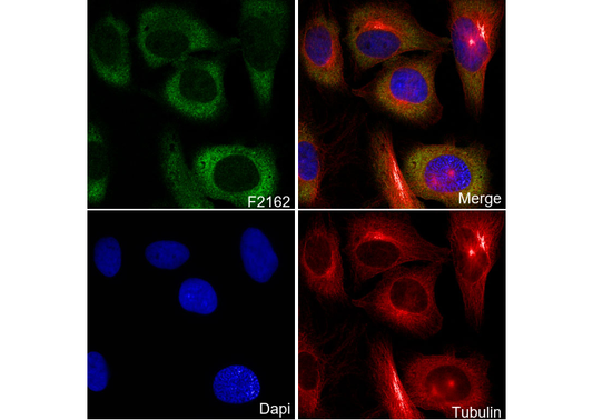 TRIM25/EFP Antibody