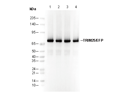 TRIM25/EFP Antibody