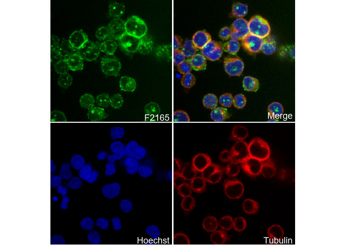 Integrin α 5 Antibody