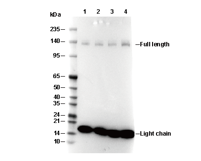 Integrin α 5 Antibody