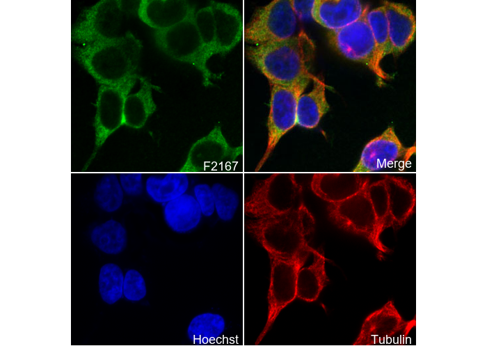 IRS2 Antibody