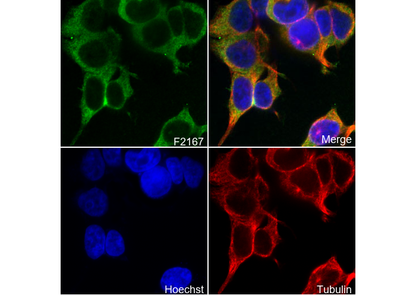 IRS2 Antibody