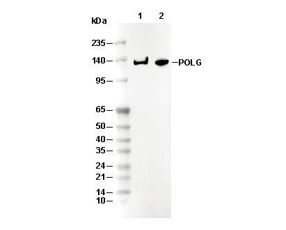 POLG Antibody