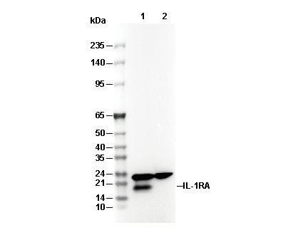 IL-1RA Antibody