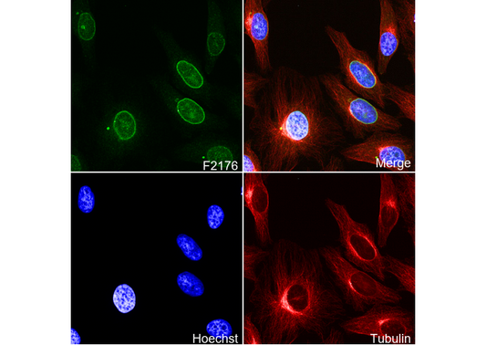 SUN2 Antibody