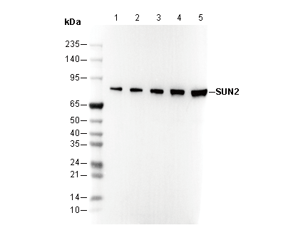SUN2 Antibody