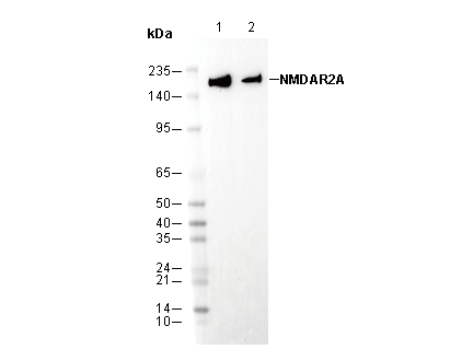 NMDAR2A Antibody