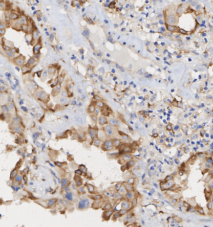 Hsp47 Antibody