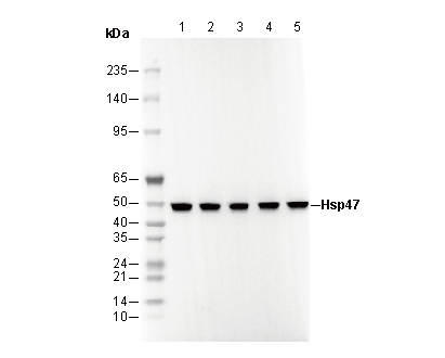 Hsp47 Antibody