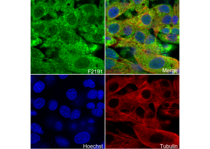 VAMP8/EDB Antibody