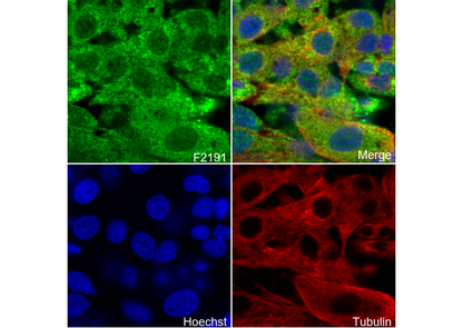 VAMP8/EDB Antibody