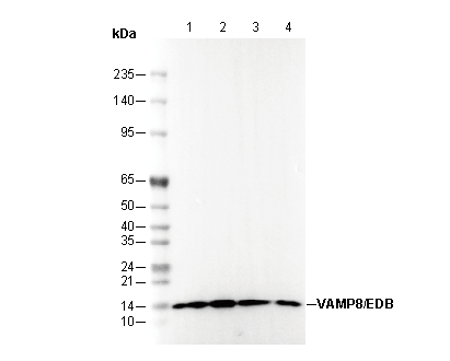 VAMP8/EDB Antibody
