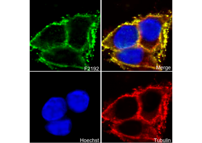 Sodium Potassium ATPase Antibody