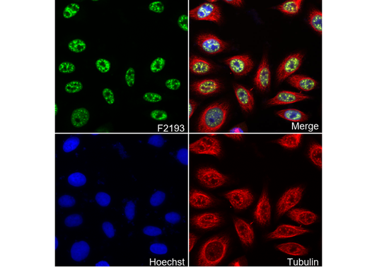 PABPN1 Antibody