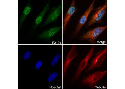 Cullin 1/CUL-1 Antibody