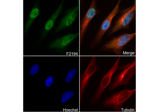 Cullin 1/CUL-1 Antibody
