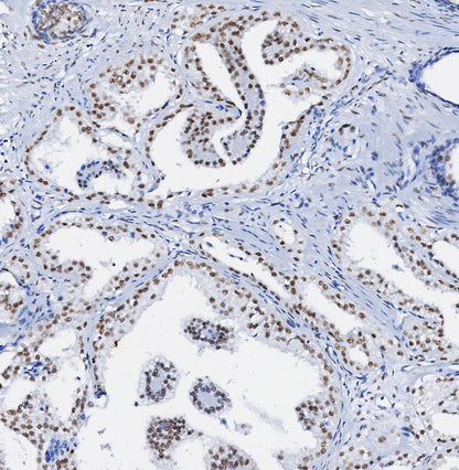 Cullin 1/CUL-1 Antibody
