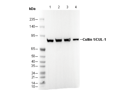 Cullin 1/CUL-1 Antibody
