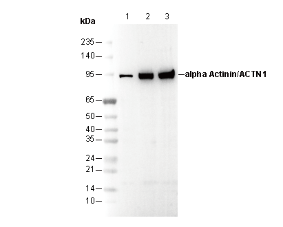 α Actinin 1/ACTN1 Antibody