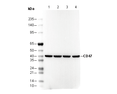 CD47 Antibody