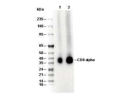 CD8α Antibody