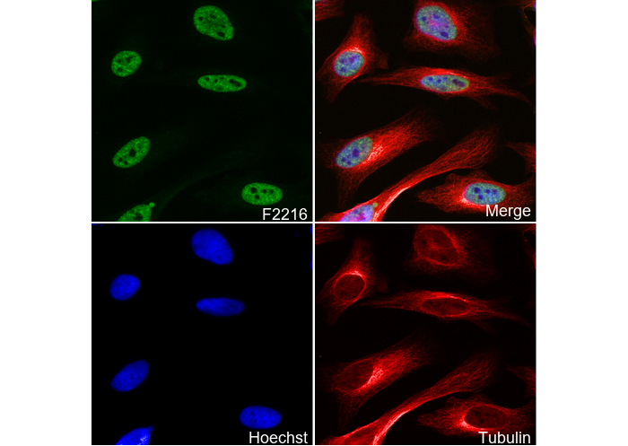 WTAP Antibody