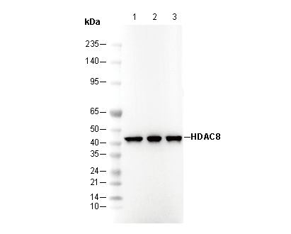 HDAC8 Antibody