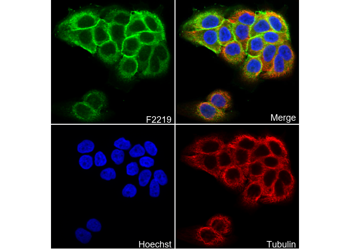 Collagen XVII Antibody