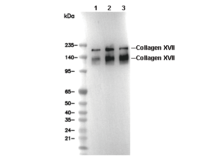 Collagen XVII Antibody