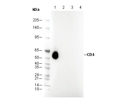 CD4 Antibody