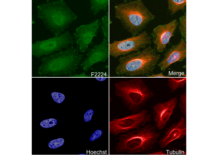 Cytokeratin 15 Antibody