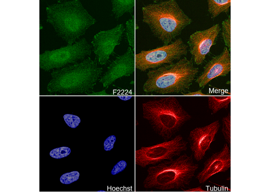 Cytokeratin 15 Antibody