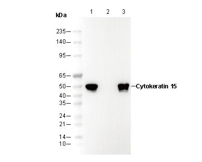 Cytokeratin 15 Antibody