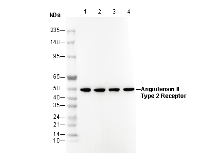 Angiotensin II Type 2 Receptor Antibody