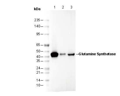 Glutamine Synthetase Antibody