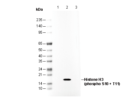 Phospho-Histone H3 (Ser10/Thr11) Antibody
